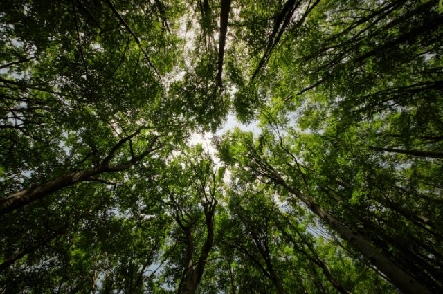 Transformando Negócios com Consultoria Ambiental: O Caminho para Empreendimentos Imobiliários e Indústrias Sustentáveis